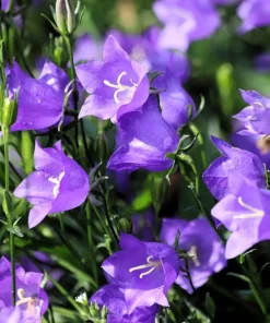 500 Telham Beauty Bellflower Seeds - Blue Peach-Leaved Campanula Persicifolia Flower Seeds - Image 2