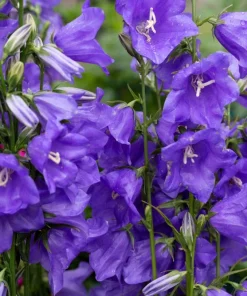 500 Telham Beauty Bellflower Seeds - Blue Peach-Leaved Campanula Persicifolia Flower Seeds - Image 3