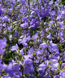 500 Telham Beauty Bellflower Seeds - Blue Peach-Leaved Campanula Persicifolia Flower Seeds - Image 4