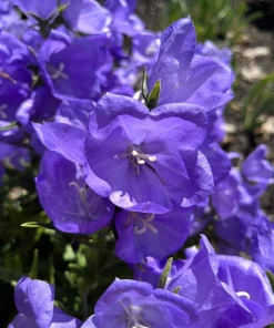 500 Telham Beauty Bellflower Seeds - Blue Peach-Leaved Campanula Persicifolia Flower Seeds - Image 5