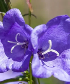 500 Telham Beauty Bellflower Seeds - Blue Peach-Leaved Campanula Persicifolia Flower Seeds - Image 6