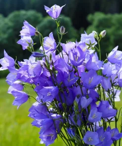 500 Telham Beauty Bellflower Seeds - Blue Peach-Leaved Campanula Persicifolia Flower Seeds - Image 7