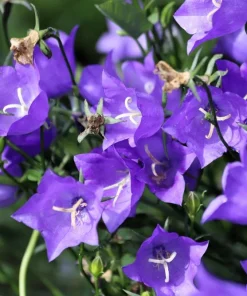500 Telham Beauty Bellflower Seeds - Blue Peach-Leaved Campanula Persicifolia Flower Seeds - Image 8
