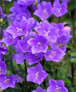 500 Telham Beauty Bellflower Seeds - Blue Peach-Leaved Campanula Persicifolia Flower Seeds - Image 9
