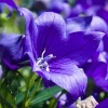 500 Telham Beauty Bellflower Seeds - Blue Peach-Leaved Campanula Persicifolia Flower Seeds - Image 1