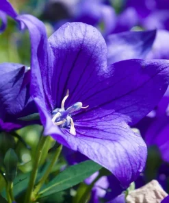 500 Telham Beauty Bellflower Seeds - Blue Peach-Leaved Campanula Persicifolia Flower Seeds - Image 1