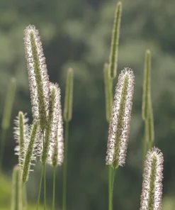 500 Timothy Grass Seeds - Ornamental Phleum Pratense for Landscaping - Image 10