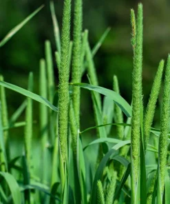 500 Timothy Grass Seeds - Ornamental Phleum Pratense for Landscaping - Image 2