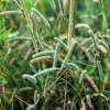 500 Timothy Grass Seeds - Ornamental Phleum Pratense for Landscaping - Image 1