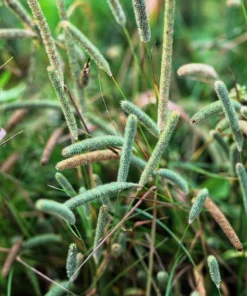 500 Timothy Grass Seeds - Ornamental Phleum Pratense for Landscaping - Image 1