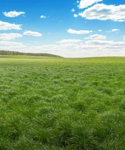 500 Timothy Grass Seeds - Ornamental Phleum Pratense for Landscaping - Image 3