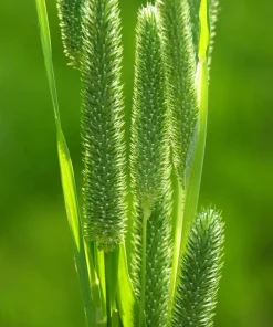 500 Timothy Grass Seeds - Ornamental Phleum Pratense for Landscaping - Image 4