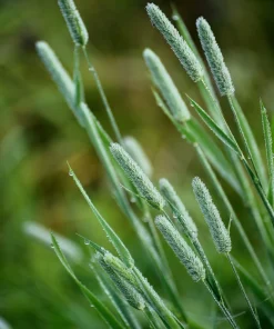 500 Timothy Grass Seeds - Ornamental Phleum Pratense for Landscaping - Image 5