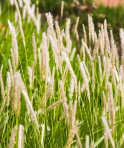 500 Timothy Grass Seeds - Ornamental Phleum Pratense for Landscaping - Image 6