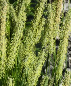 500 Timothy Grass Seeds - Ornamental Phleum Pratense for Landscaping - Image 7