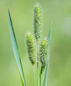500 Timothy Grass Seeds - Ornamental Phleum Pratense for Landscaping - Image 8