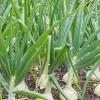 500 Vidalia Sweet Onion Seeds - Non-GMO Heirloom Vegetable Seeds Annual - Image 1