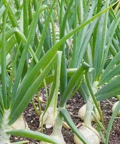 500 Vidalia Sweet Onion Seeds - Non-GMO Heirloom Vegetable Seeds Annual - Image 1