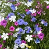 500 Viscaria Mixed Colors Flower Seeds - Rose of Heaven Silene Coeli-Rosa - Image 1