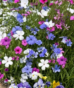 500 Viscaria Mixed Colors Flower Seeds - Rose of Heaven Silene Coeli-Rosa - Image 1