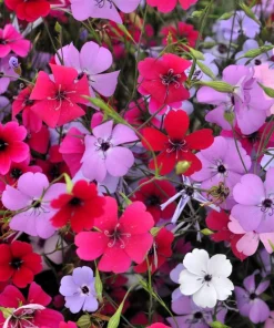 500 Viscaria Mixed Colors Flower Seeds - Rose of Heaven Silene Coeli-Rosa - Image 2