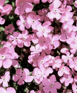 500 Viscaria Mixed Colors Flower Seeds - Rose of Heaven Silene Coeli-Rosa - Image 3