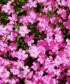 500 Viscaria Mixed Colors Flower Seeds - Rose of Heaven Silene Coeli-Rosa - Image 5
