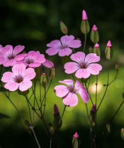 500 Viscaria Mixed Colors Flower Seeds - Rose of Heaven Silene Coeli-Rosa - Image 6