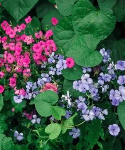 500 Viscaria Mixed Colors Flower Seeds - Rose of Heaven Silene Coeli-Rosa - Image 7