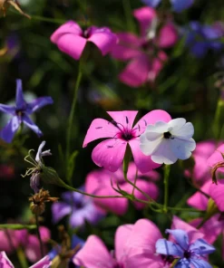 500 Viscaria Mixed Colors Flower Seeds - Rose of Heaven Silene Coeli-Rosa - Image 8
