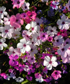 500 Viscaria Mixed Colors Flower Seeds - Rose of Heaven Silene Coeli-Rosa - Image 9