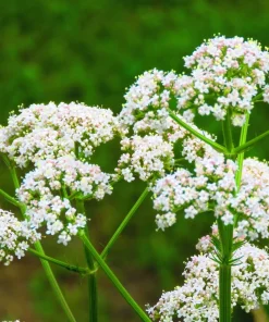 500 White Anise Seeds - Pimpinella Anisum Herb Flower Seeds - Image 2