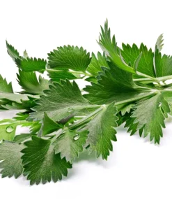 500 White Anise Seeds - Pimpinella Anisum Herb Flower Seeds - Image 3