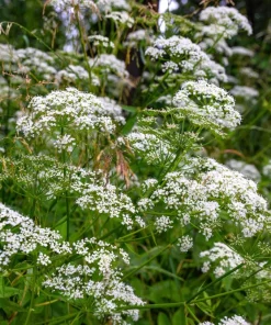 500 White Anise Seeds - Pimpinella Anisum Herb Flower Seeds - Image 4