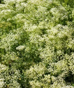 500 White Anise Seeds - Pimpinella Anisum Herb Flower Seeds - Image 5