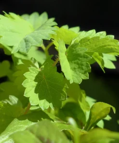 500 White Anise Seeds - Pimpinella Anisum Herb Flower Seeds - Image 6