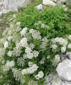 500 White Anise Seeds - Pimpinella Anisum Herb Flower Seeds - Image 7