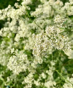 500 White Anise Seeds - Pimpinella Anisum Herb Flower Seeds - Image 8