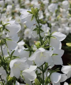 500 White Peach Leaved Bellflower Seeds - Campanula Persicifolia - Image 10