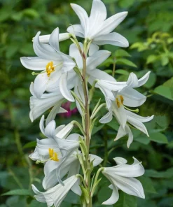 500 White Peach Leaved Bellflower Seeds - Campanula Persicifolia - Image 11