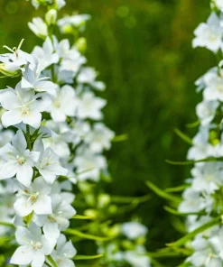 500 White Peach Leaved Bellflower Seeds - Campanula Persicifolia - Image 2