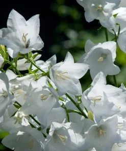 500 White Peach Leaved Bellflower Seeds - Campanula Persicifolia - Image 3