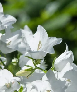 500 White Peach Leaved Bellflower Seeds - Campanula Persicifolia - Image 4