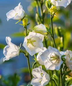 500 White Peach Leaved Bellflower Seeds - Campanula Persicifolia - Image 5