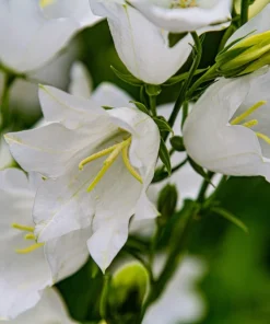 500 White Peach Leaved Bellflower Seeds - Campanula Persicifolia - Image 6