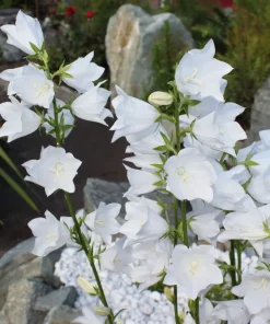 500 White Peach Leaved Bellflower Seeds - Campanula Persicifolia - Image 7