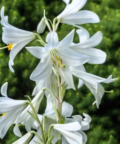500 White Peach Leaved Bellflower Seeds - Campanula Persicifolia - Image 8