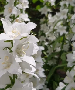 500 White Peach Leaved Bellflower Seeds - Campanula Persicifolia - Image 9