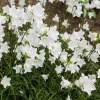 500 White Peach Leaved Bellflower Seeds - Campanula Persicifolia - Image 1