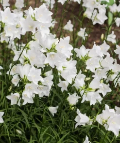500 White Peach Leaved Bellflower Seeds - Campanula Persicifolia - Image 1